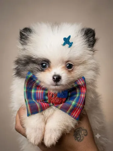 Lulu da Pomerânia