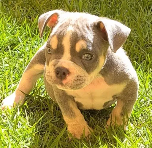 American Bully / Exotic Bully 