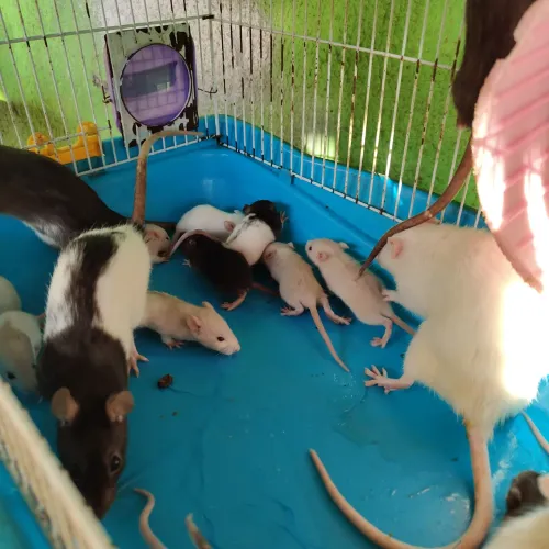 ratos Twister 
