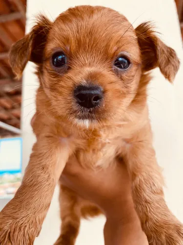 Filhote de lhasa apson com yorkshire 