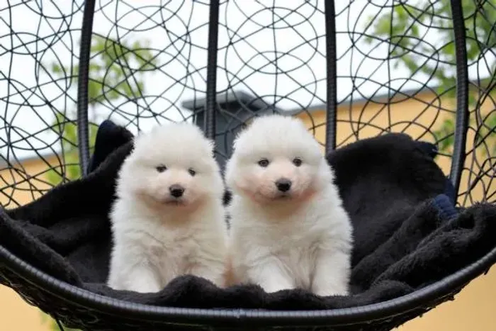 Lulu da Pomerânia Disponível ?