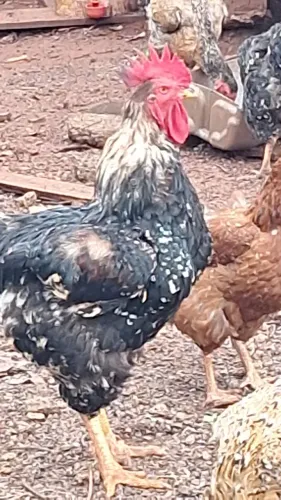 Vendo pintinhos frangos frangas GSB Balão sertanejo