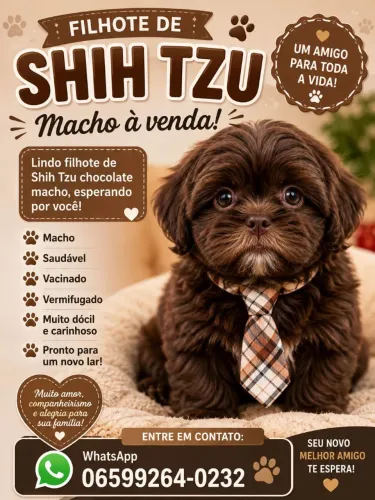 Shih tzu macho chocolate