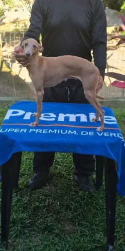 Galgo Italiano FEMEAS "BEGE" - jovens