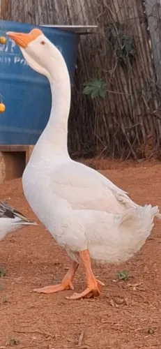 Ganso africano de barbela