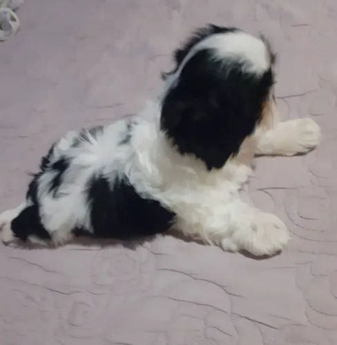 Filhotes de Shih tzu