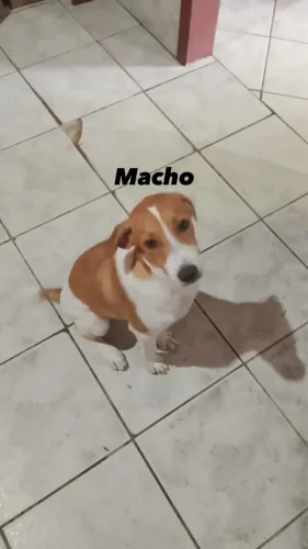 Adoção responsável