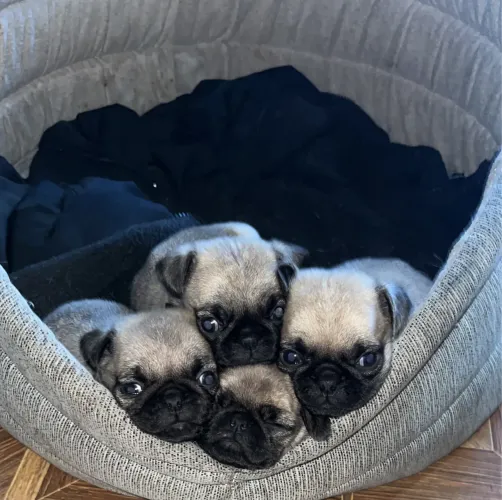 Pug 