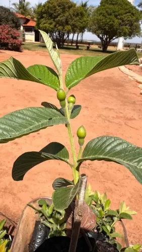Mudas Frutíferas Enxertadas