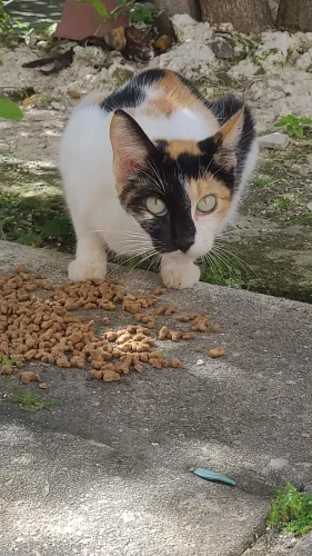 Gata prenhe - Adulta - doação. 
