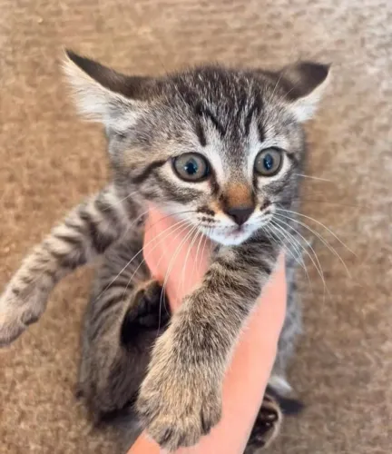 Doação de gata