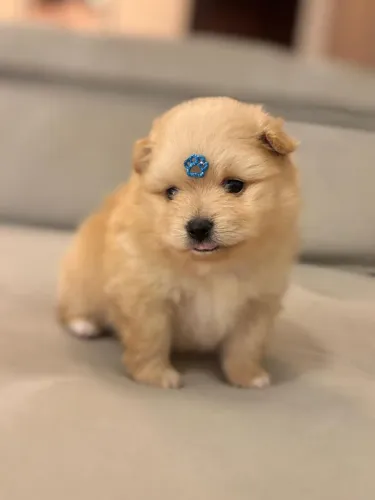 Filhote Spitz Alemão Anão (macho)