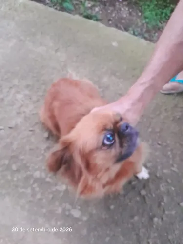 cachorro