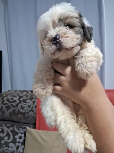 Shih-tzu com Lhasa-Apso 
