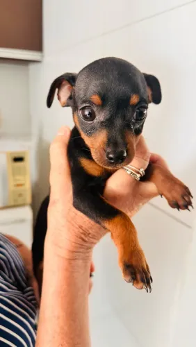 Pinscher fêmea