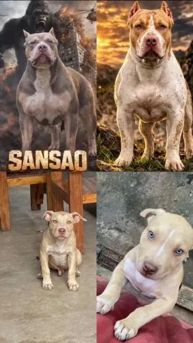 PIT MONSTER filhote disponível