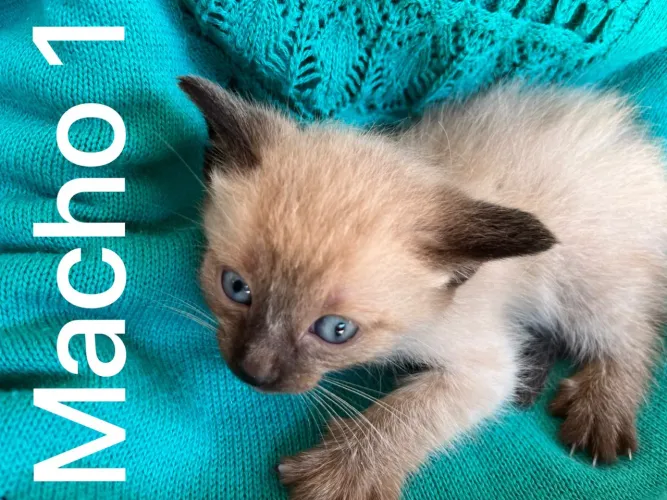 ? Adoção responsável de gatinhos lindos ?