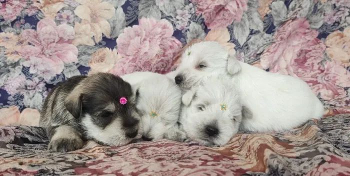 SCHNAUZER MINIATURA