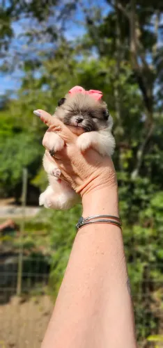 Uma linda particolor miudinha