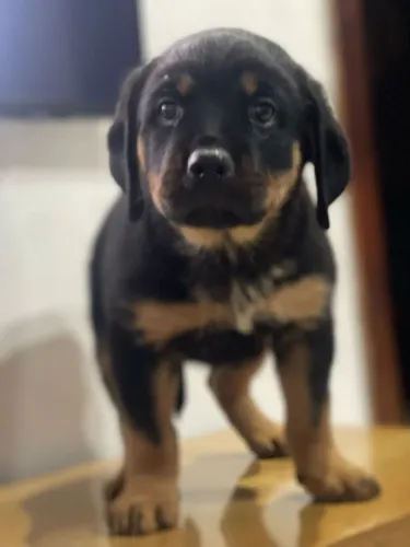Rottweiler | Entrega rápida- Chama no WhatsApp