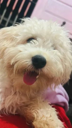 Zeus está à procura de uma namoradinha?