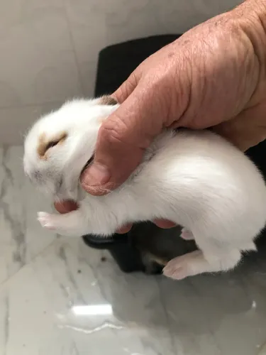 Coelhinho Mini Lion pronta entrega