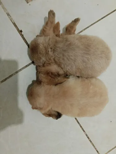 Filhote de Chow Chow para vender