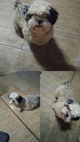 Doando pet Shitzu porte pequeno 