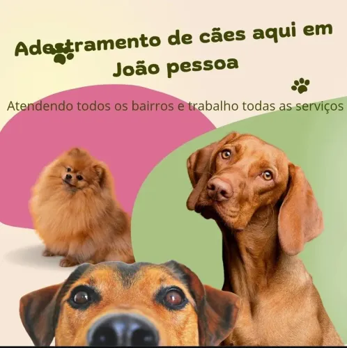 Adestramento de cães