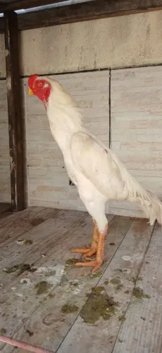 Vendo casal asil paquistanês .