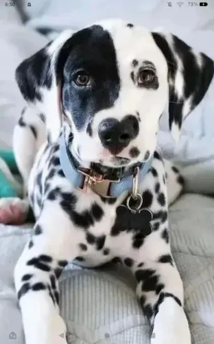 Filhotes De Dálmata - Os Bebês Mais Fofos Do Mundo Canino Estão Te Esperando 