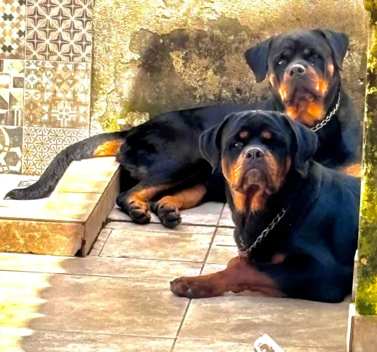 Filhotes de Rottweiler com Pedigree