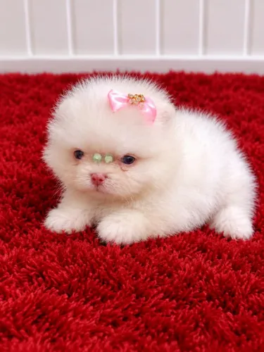 Spitz alemã Lulu fêmea Olhos azuis