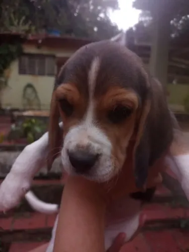 Filhote macho de Beagle 