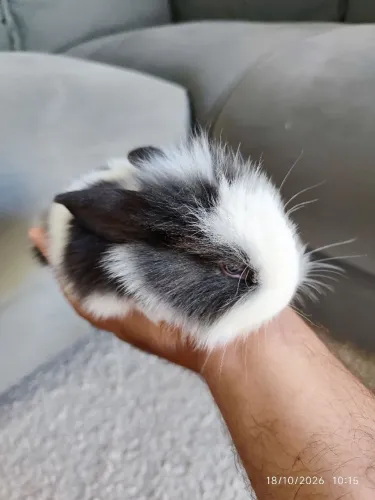 Lindos coelhos 