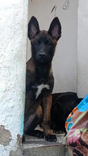 Filhotes de Malinois à venda