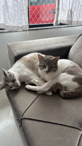 Doação gatos