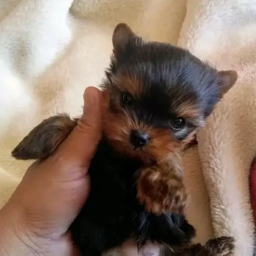 Yorkshire Micro Face