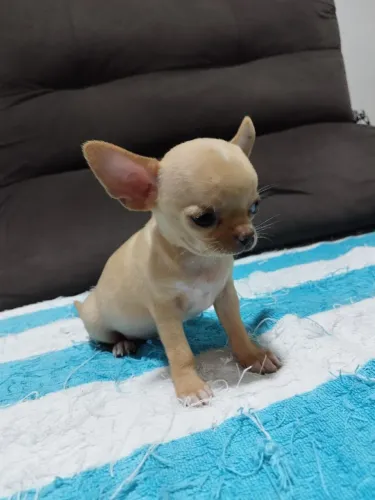 Chihahaua 