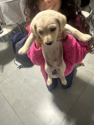 Doação cachorro filhote