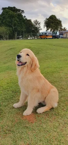 Golden Retrivier Macho 