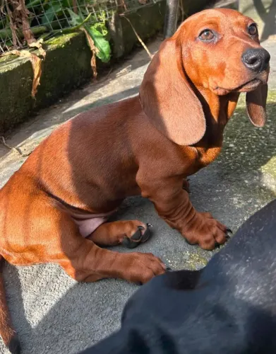 Filhotes de dachshund
