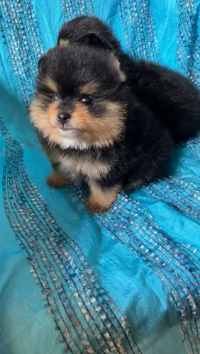 Lulu da Pomerânia 