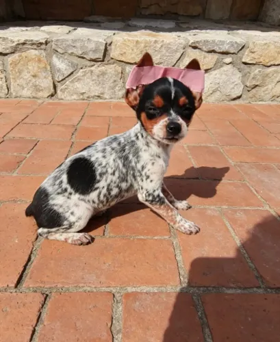 Pinscher Fêmea Linda e Cheia de Energia