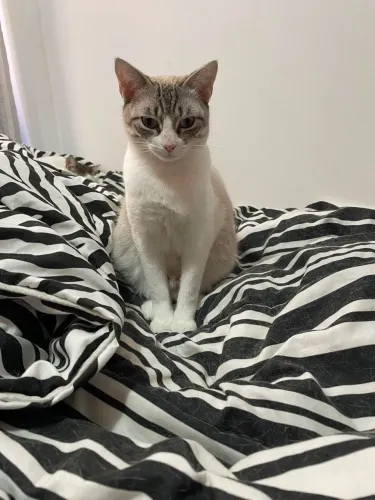 Gato para adoção