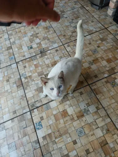 Gato branco