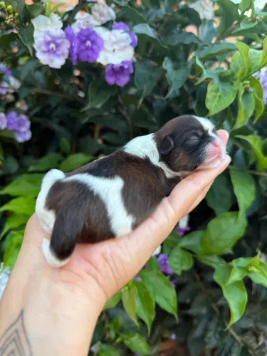 Baby Shih Tzu Feminhas Para Reserva, 12x Nos Cartões!!!