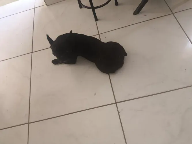 Vende-se buldogue francês fêmea 