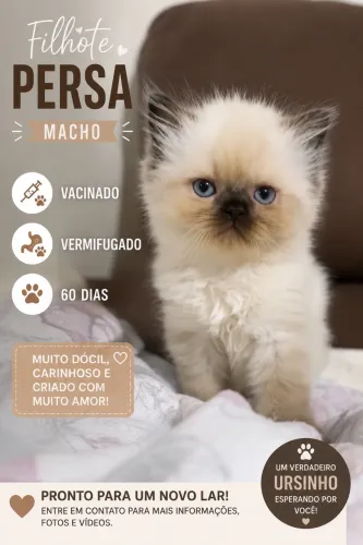 GATO PERSA MACHO