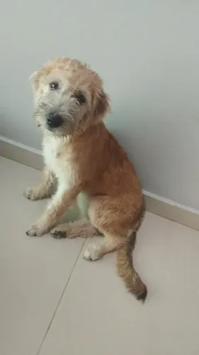 Cachorro para Adoção 